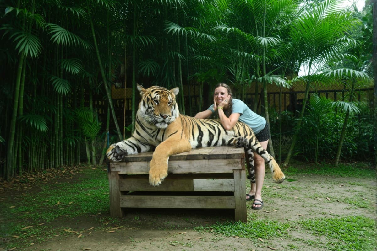 Tiger Kingdom Chiang Mai