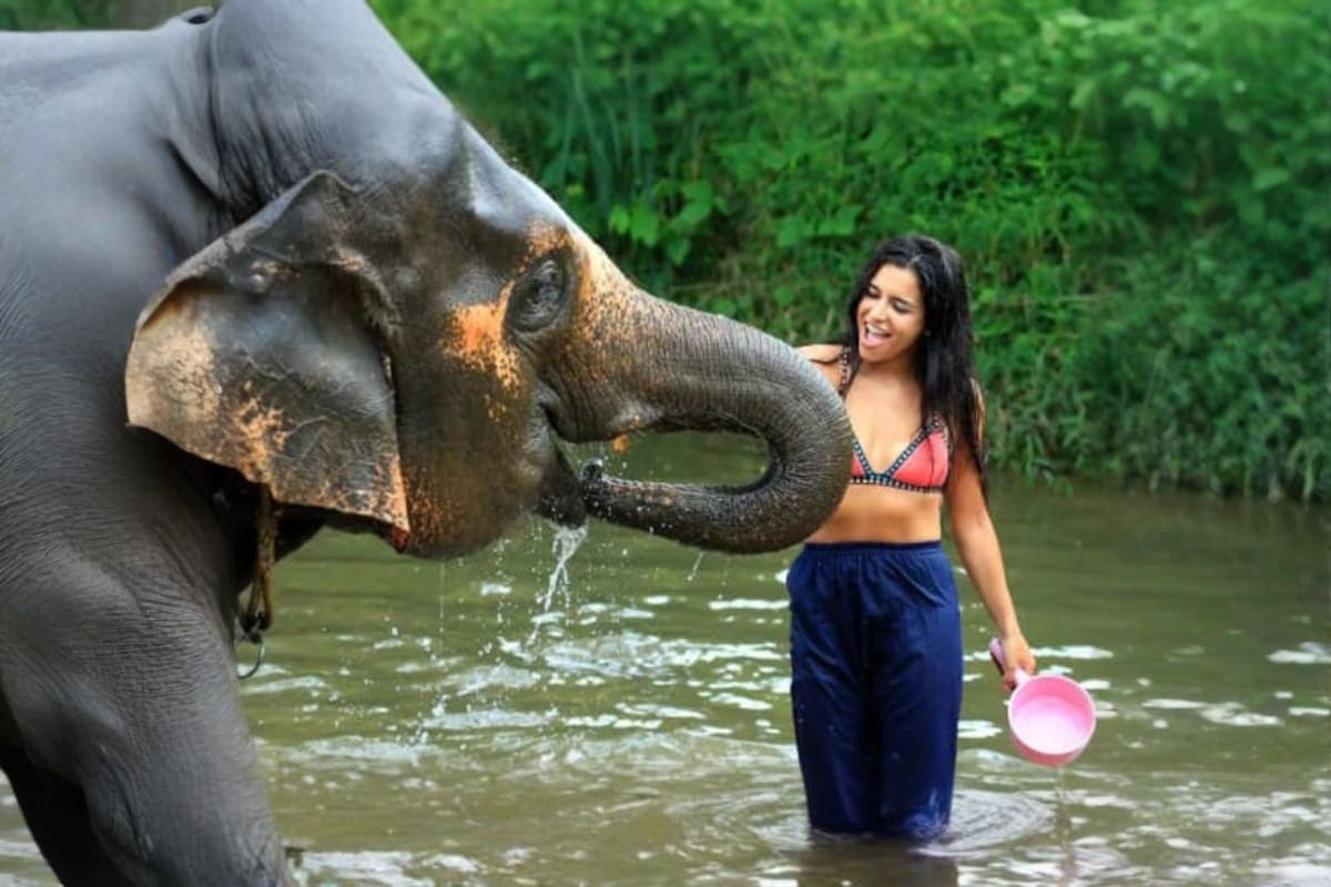 Kanta Elephant Sanctuary Half Day Visit