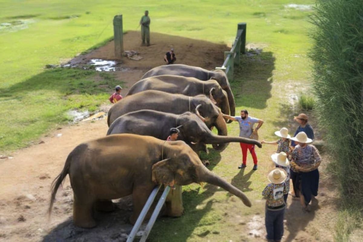 Kanta Elephant Sanctuary Full Day Visit