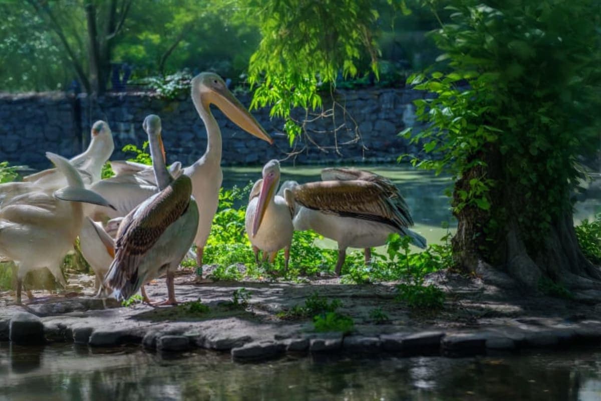 Khao Kheow Zoo