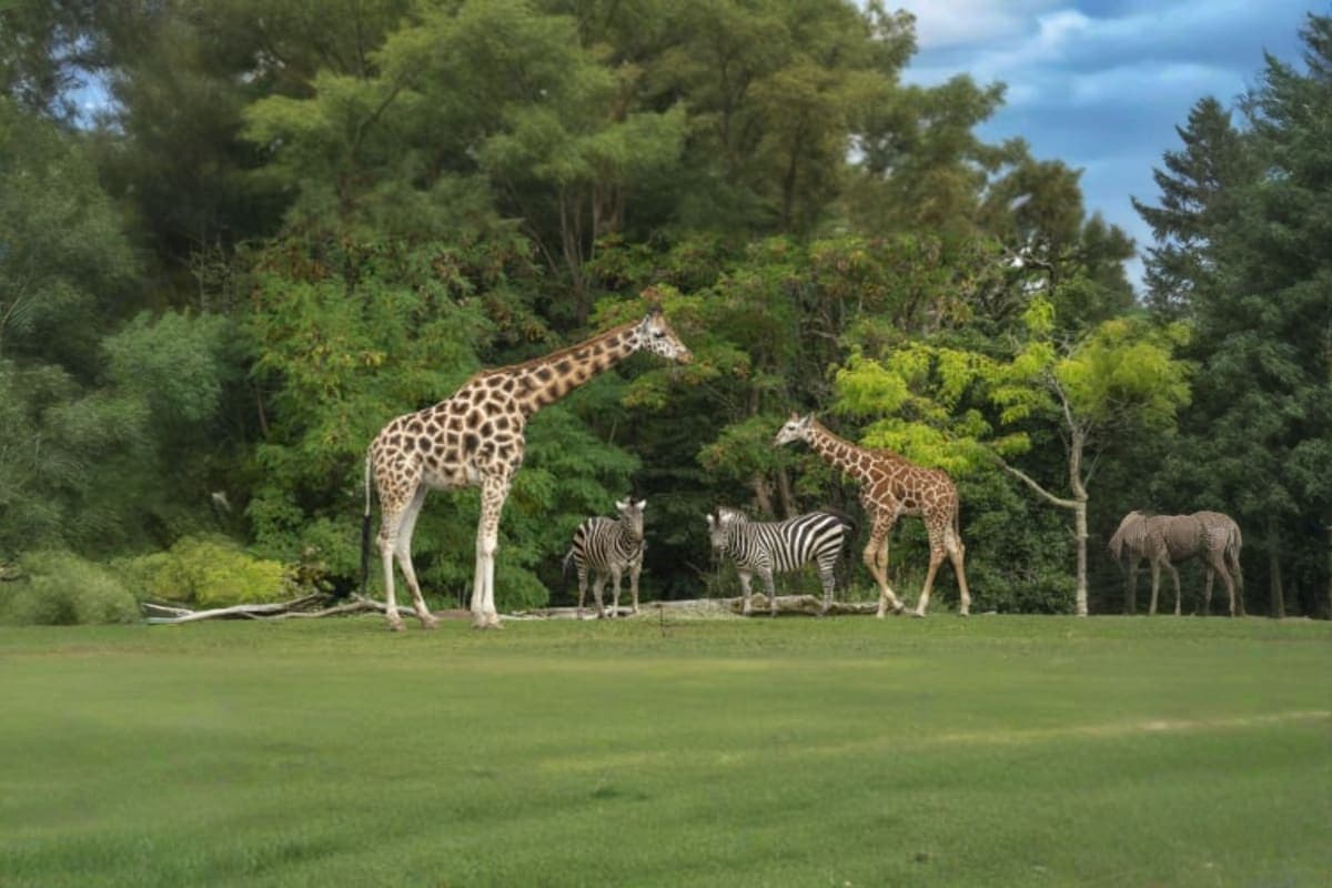 Khao Kheow Zoo