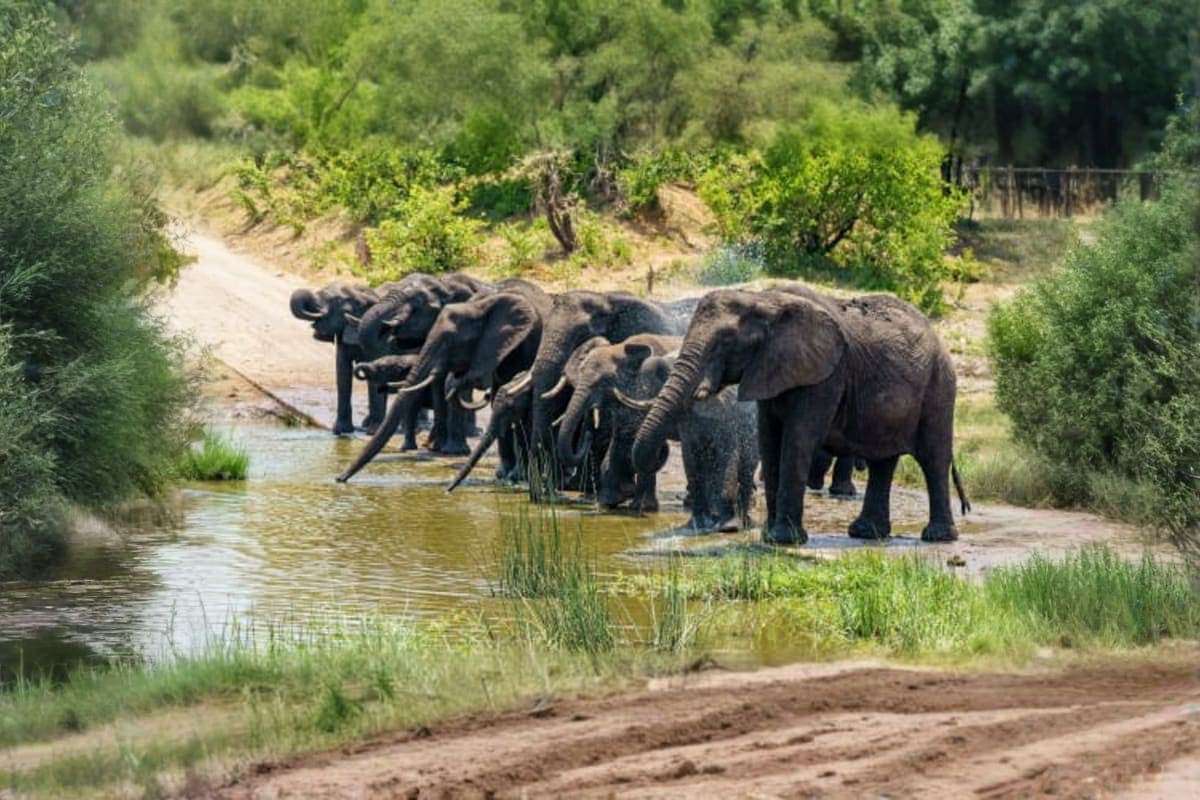 Boon Lotts Elephant Sanctuary Half Day
