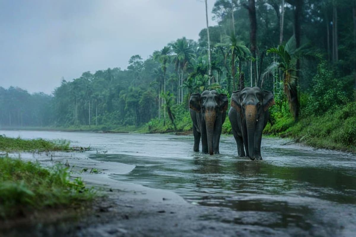 Boon Lotts Elephant Sanctuary Half Day