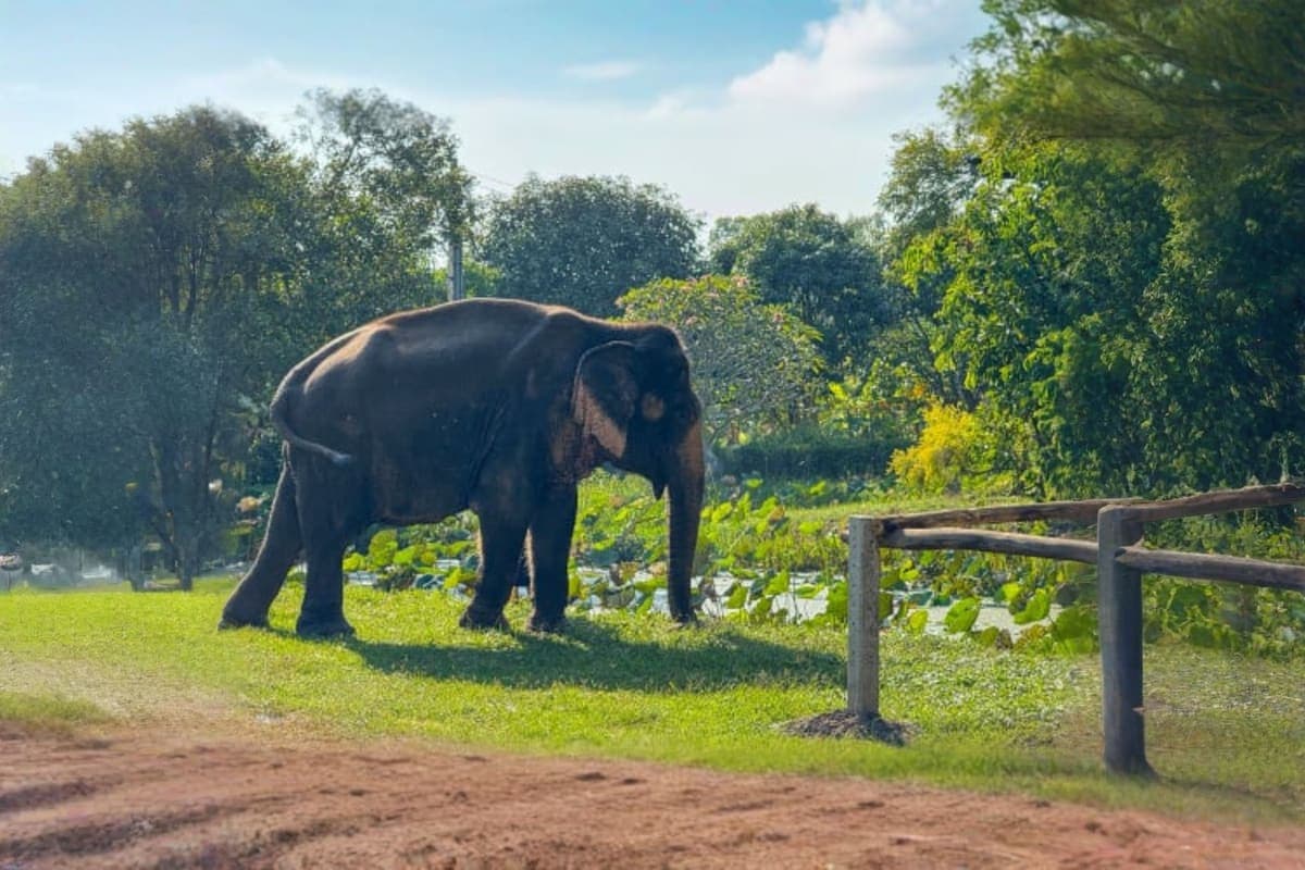 Boon Lotts Elephant Sanctuary Full Day