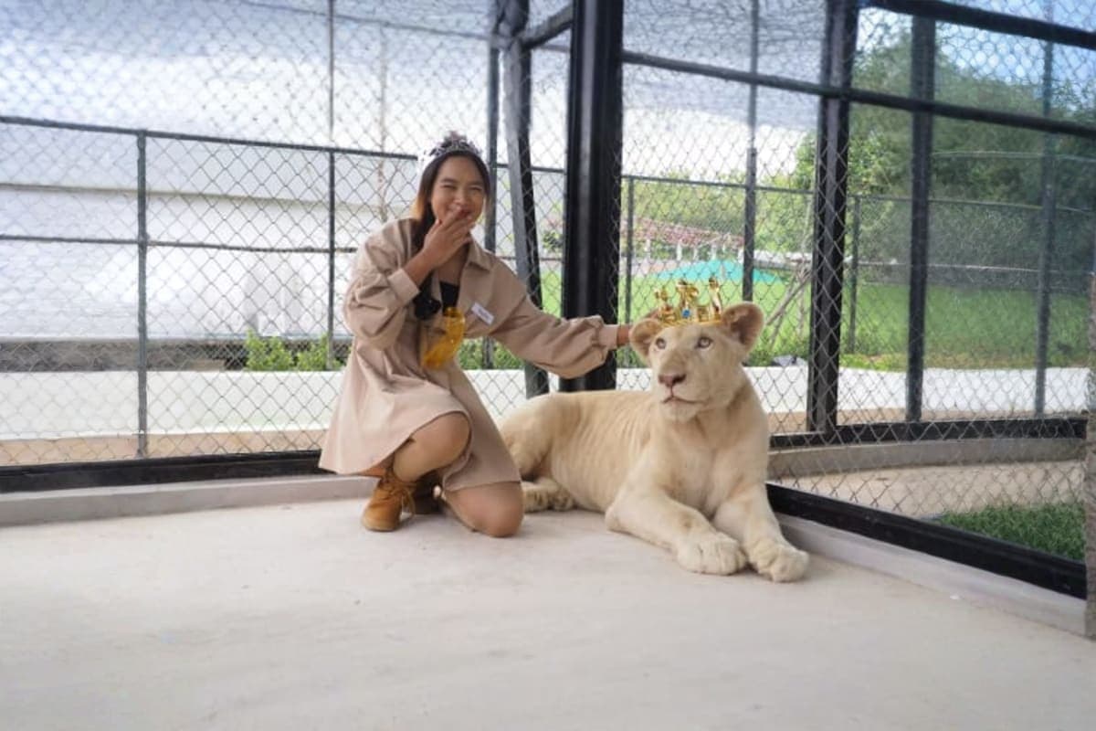Lion Land