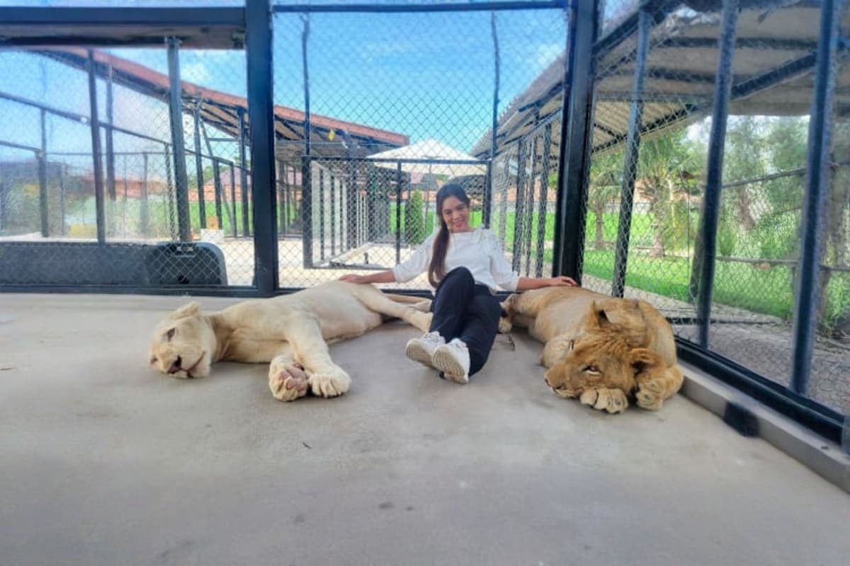 Lion Land