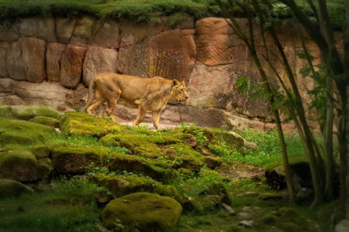 Lion Land