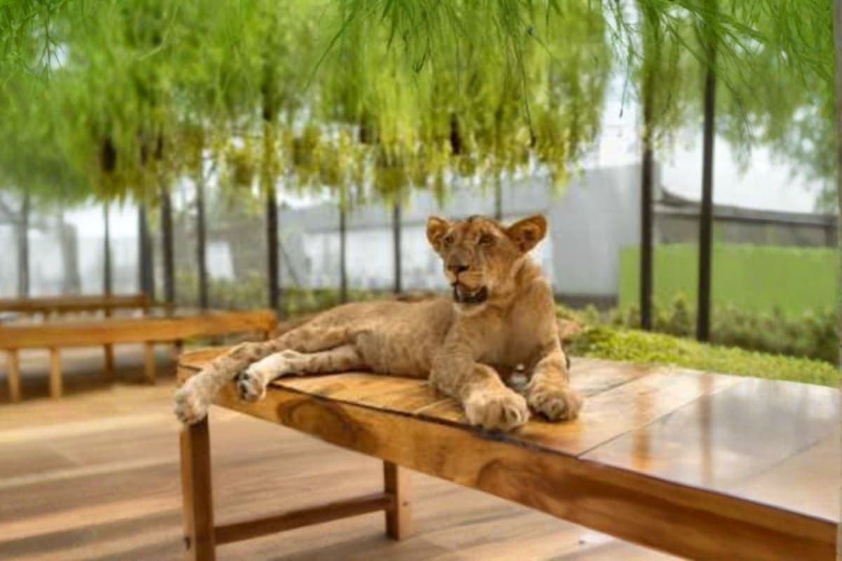 Lion Land