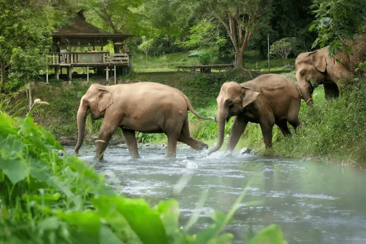 Elephant Jungle Sanctuary Chiang Mai