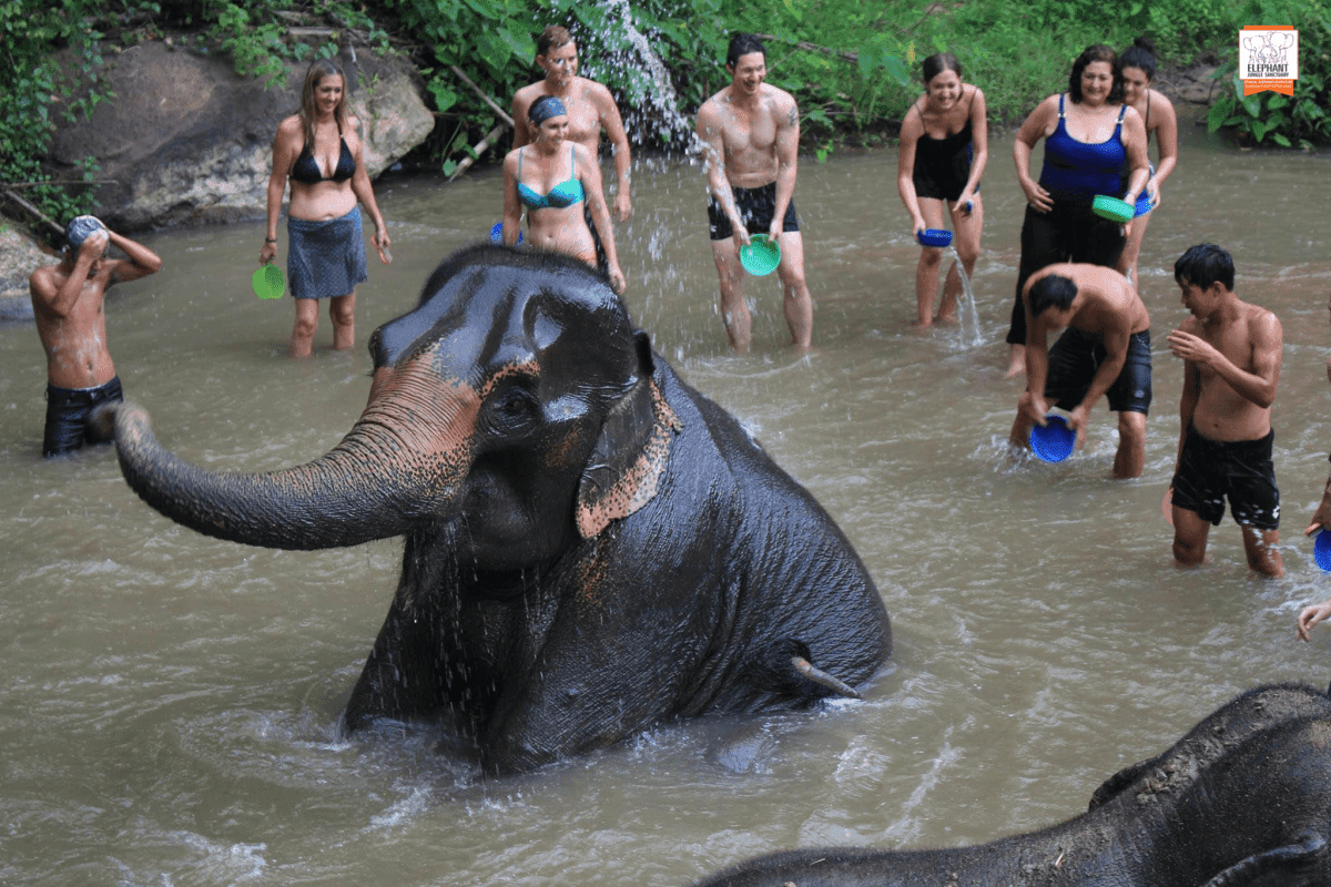 Elephant Jungle Sanctuary Chiang Mai