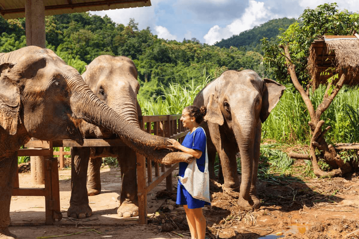 Elephant Jungle Sanctuary Chiang Mai