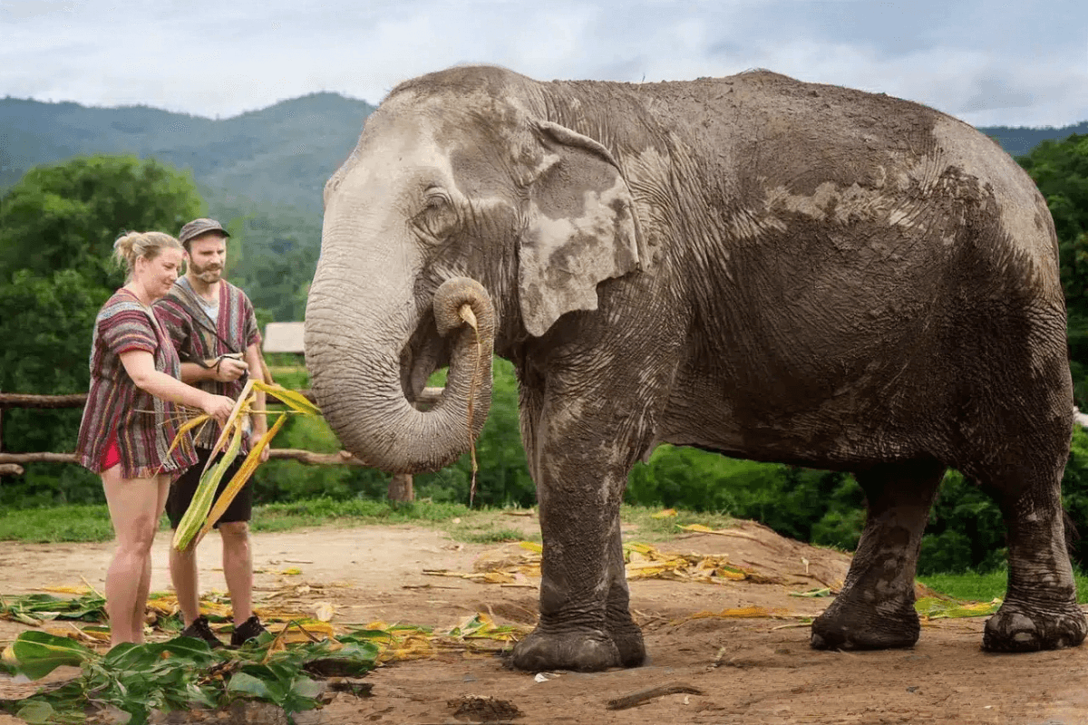 Elephant Jungle Sanctuary Feed experience