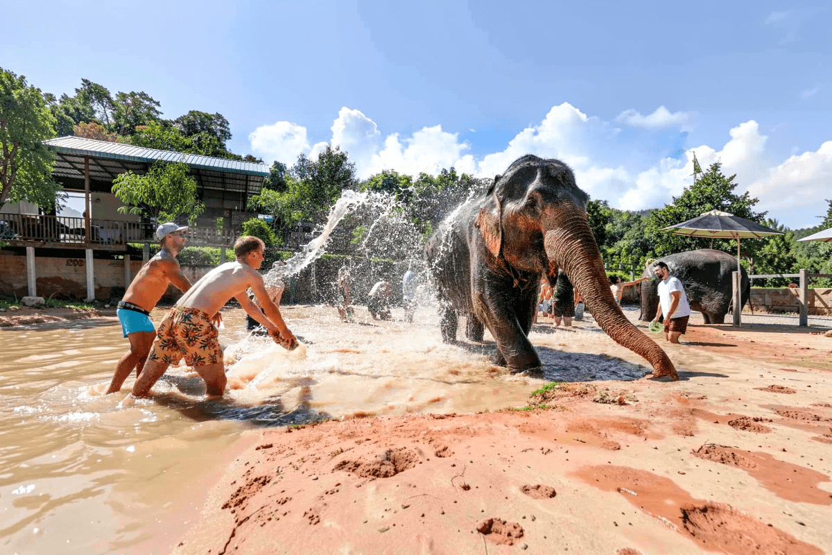 Elephant Jungle Sanctuary Feed experience