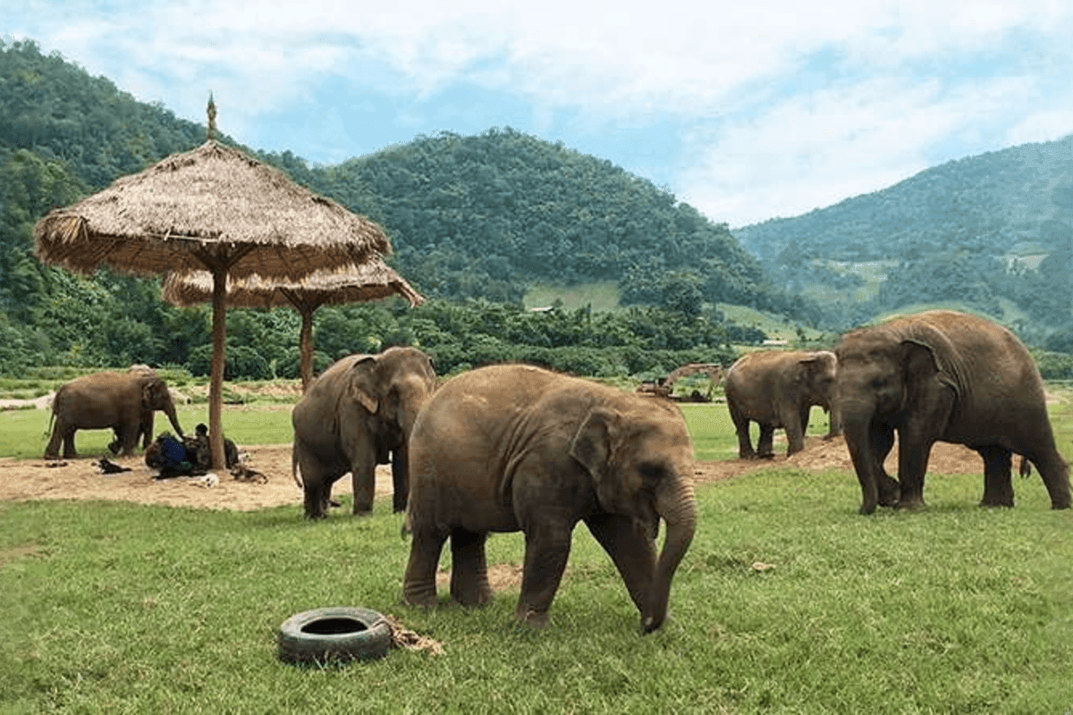 Elephant Jungle Sanctuary Feed experience