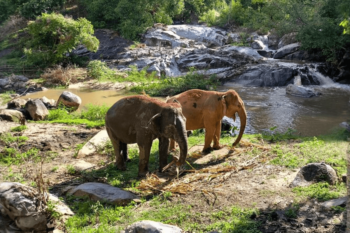 Elephant Jungle Sanctuary Feed experience