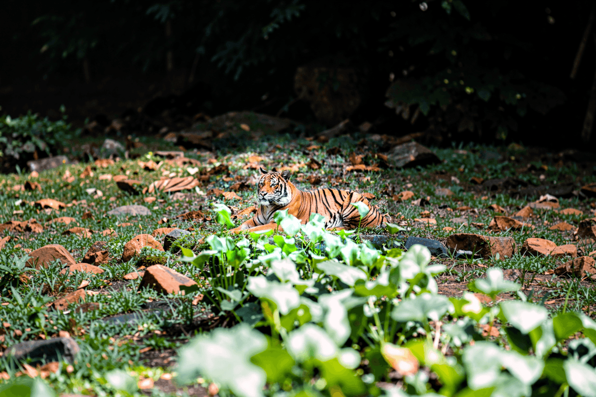 Zoo Negara Tickets