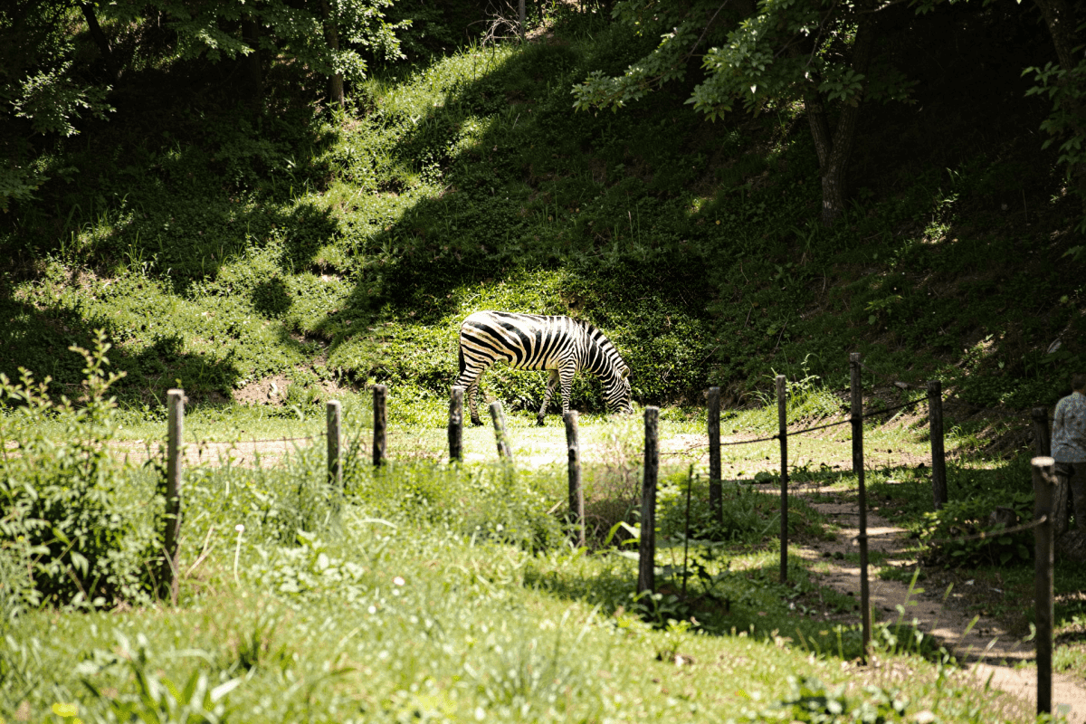 Zoo Negara Tickets