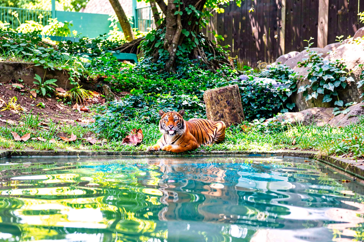 Zoo Negara Tickets