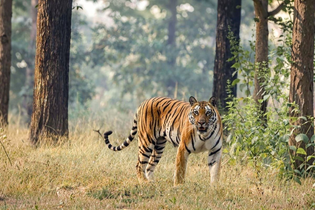 Jaipur Jhalana Exclusive Jeep Safari with Jaipur pick up drop off