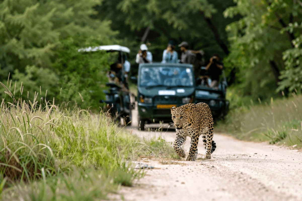 Jaipur Jhalana Sharing Jeep Safari with Jaipur pick up drop