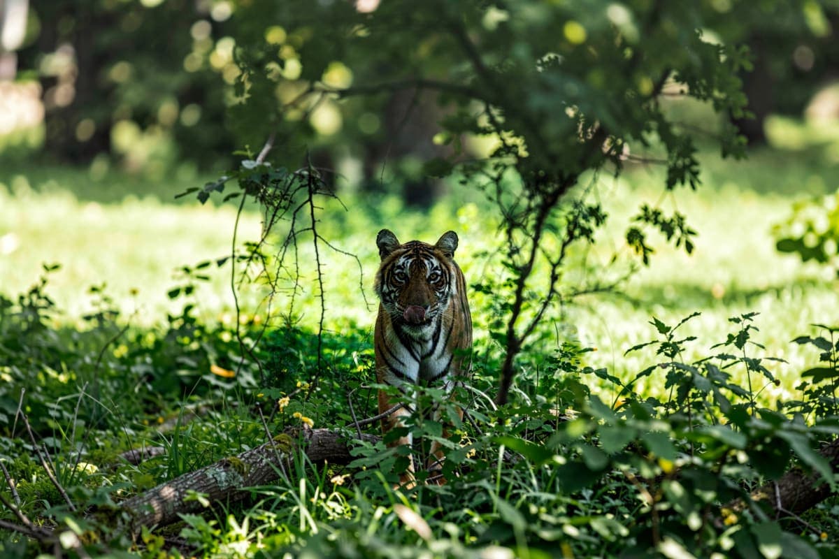 Shared safari in Ranthambore