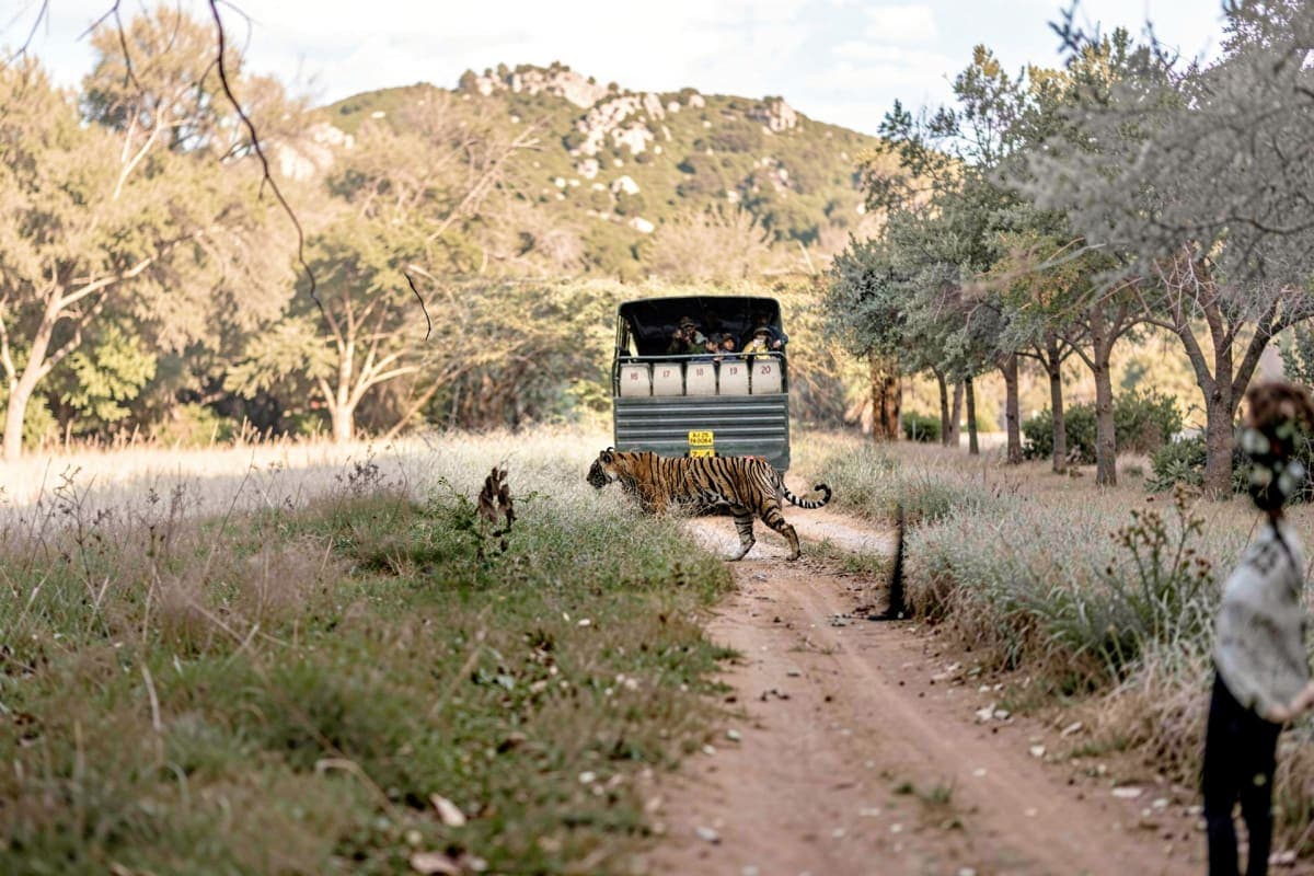Shared safari in Ranthambore