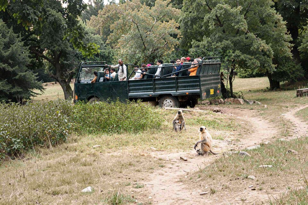 Shared safari in Ranthambore