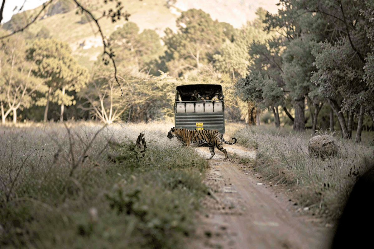 Exclusive Jeep Safari Indian