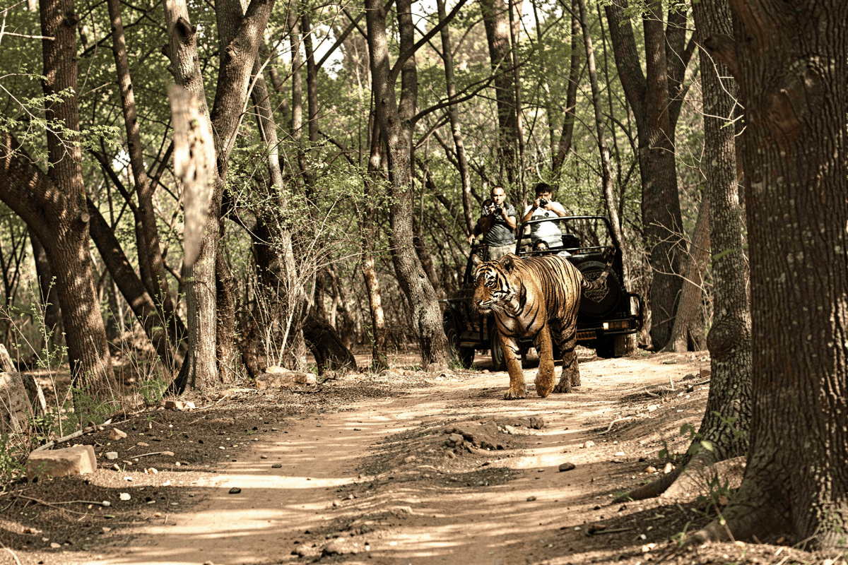 Exclusive Jeep Safari Indian