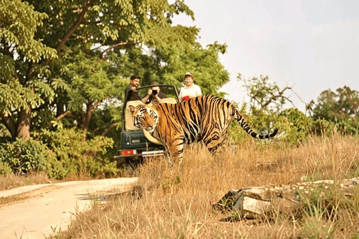 Exclusive Jeep Safari Indian