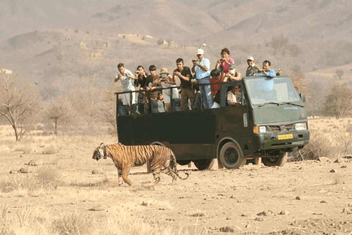 Canter Safari Indian