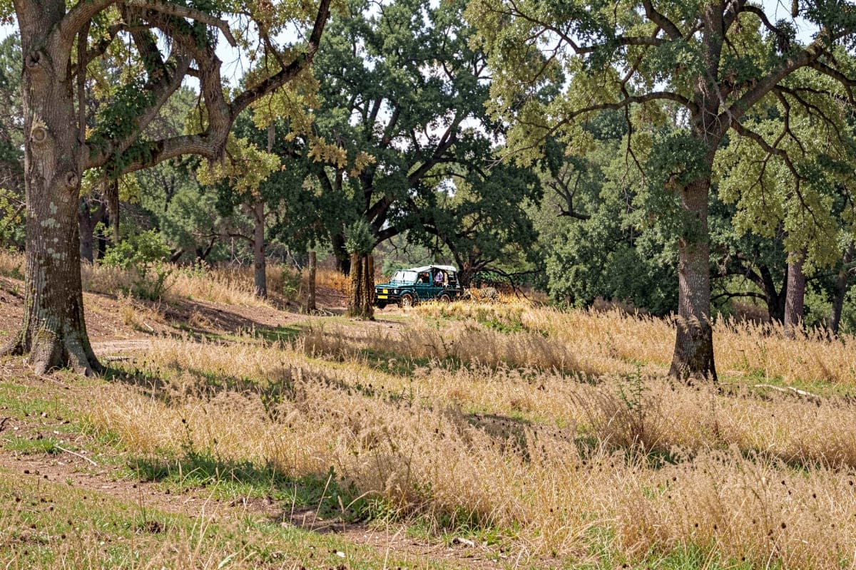 Tatkaal Jeep Safari in Ranthambore