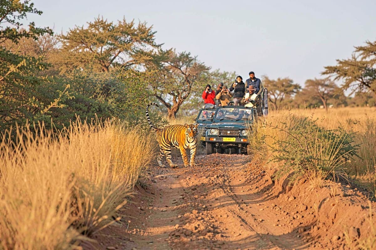 Tatkaal Jeep Safari in Ranthambore