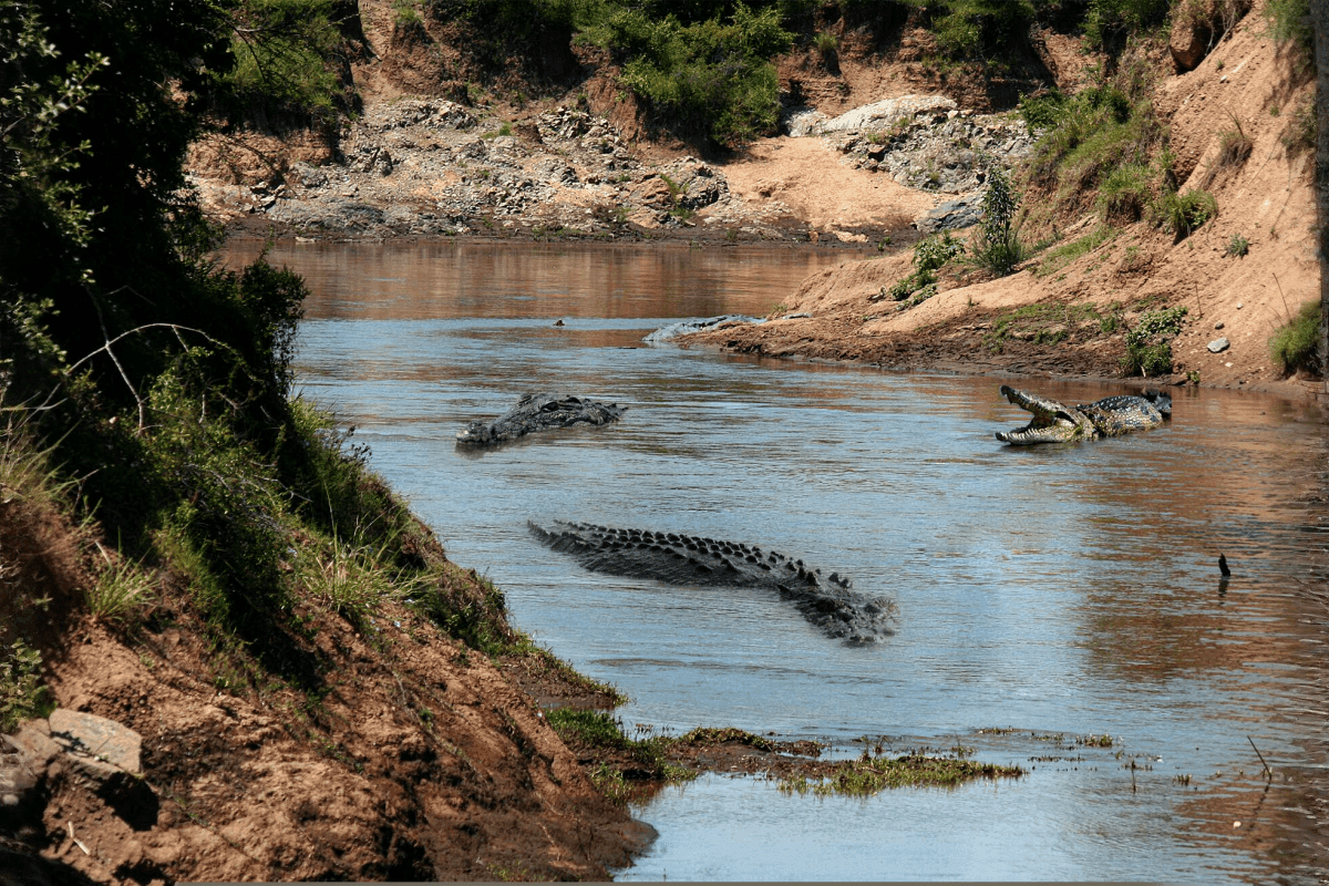 Chambal boat safari including Ranthambore to Palighat pickup and Drop