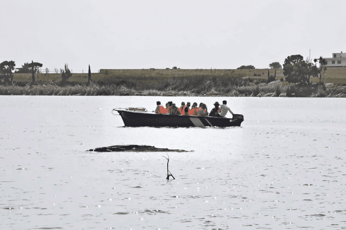 Chambal boat safari including Ranthambore to Palighat pickup and Drop
