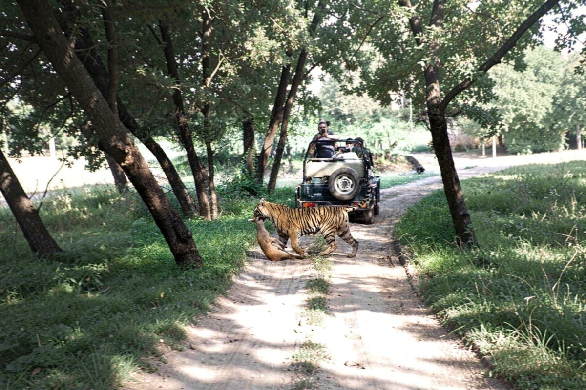Exclusive Jeep Safari with Expert Tracker Ranthambore
