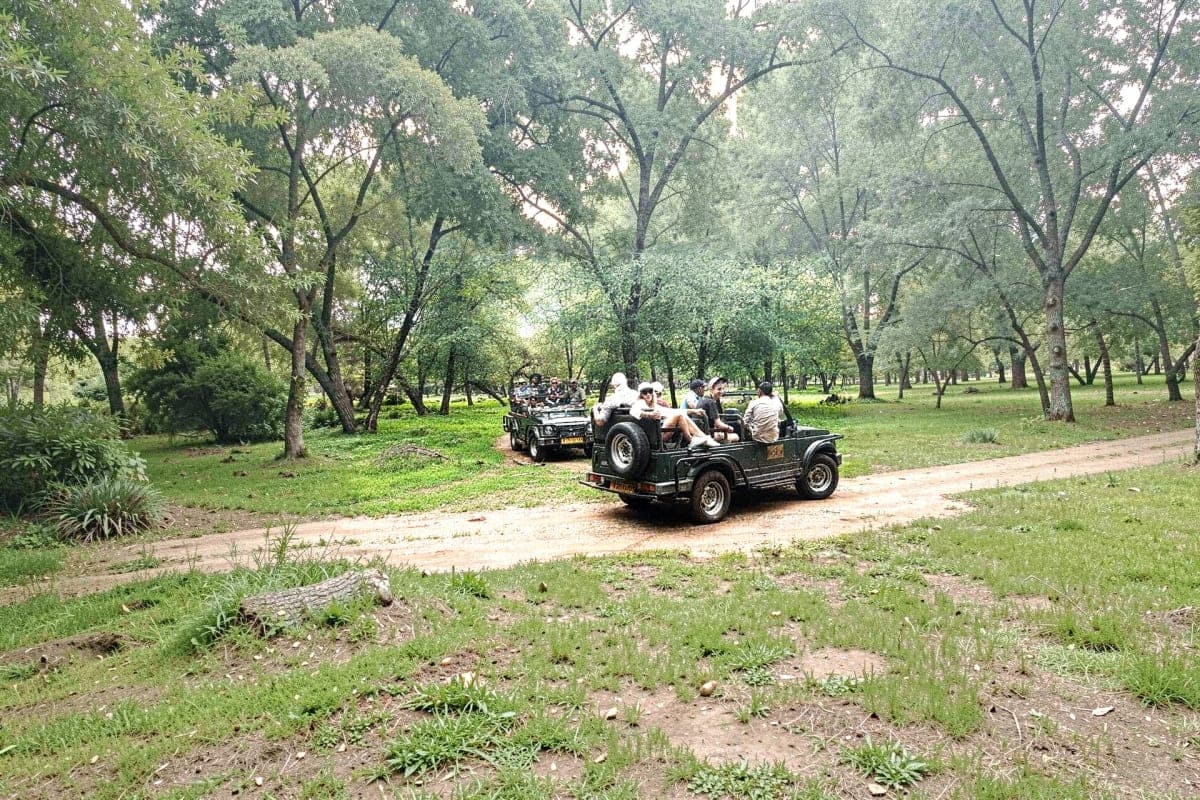 Exclusive Jeep Safari with Expert Tracker Ranthambore