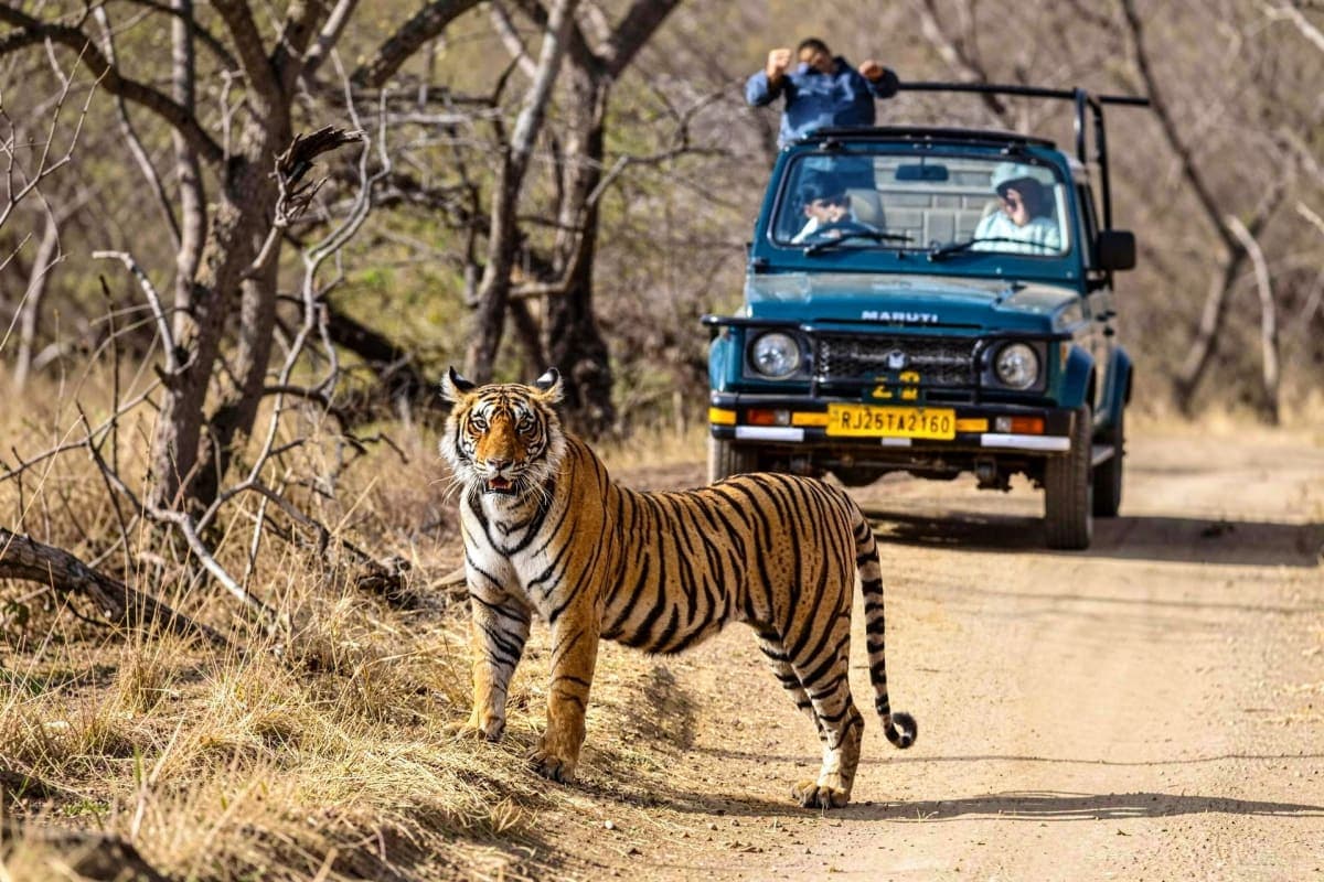 Exclusive Jeep Safari with Expert Tracker Ranthambore