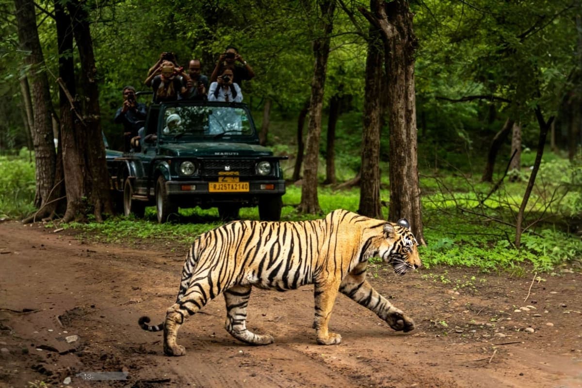 Exclusive Jeep Safari with Expert Tracker Ranthambore