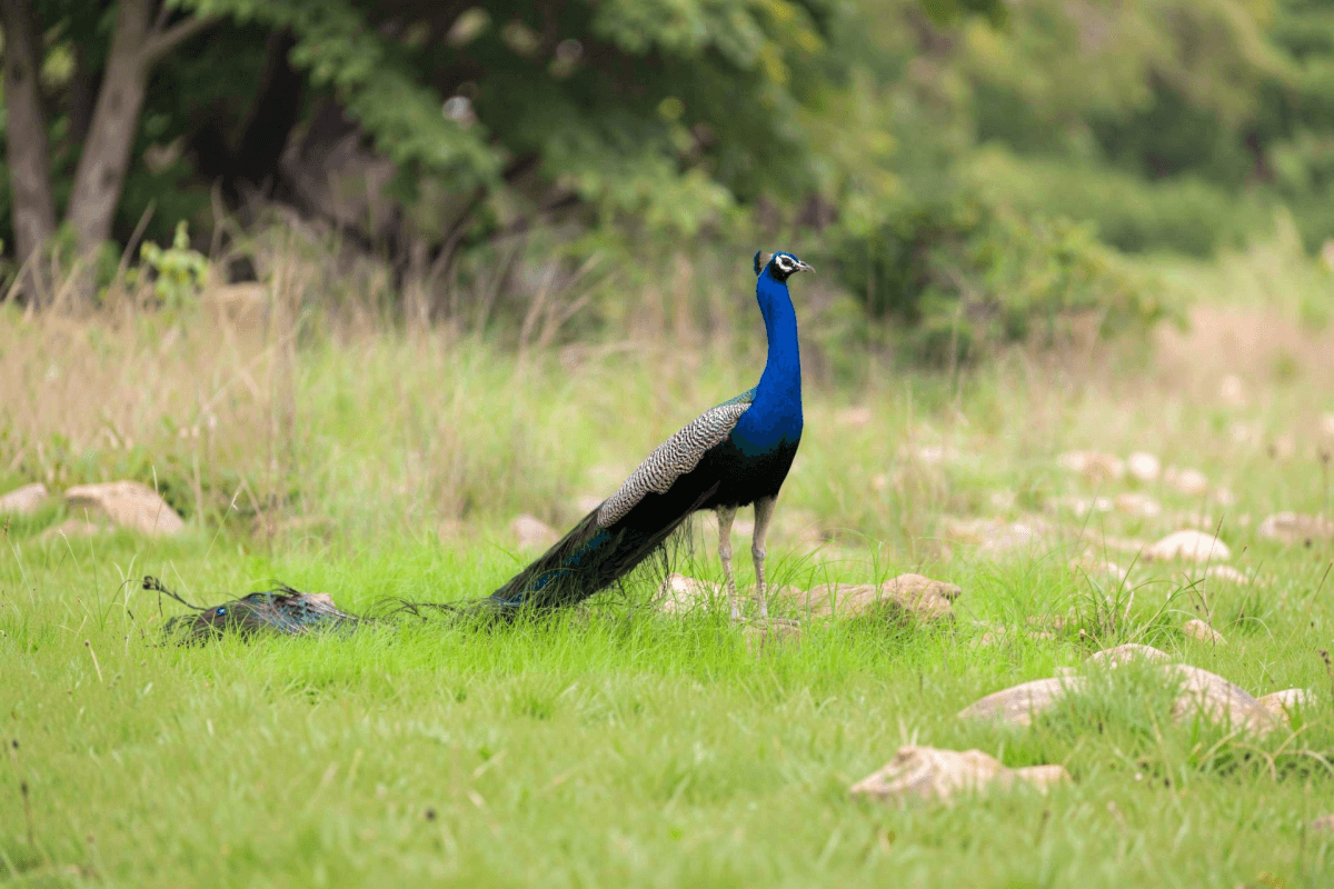 Bird Watching and Nature Walk