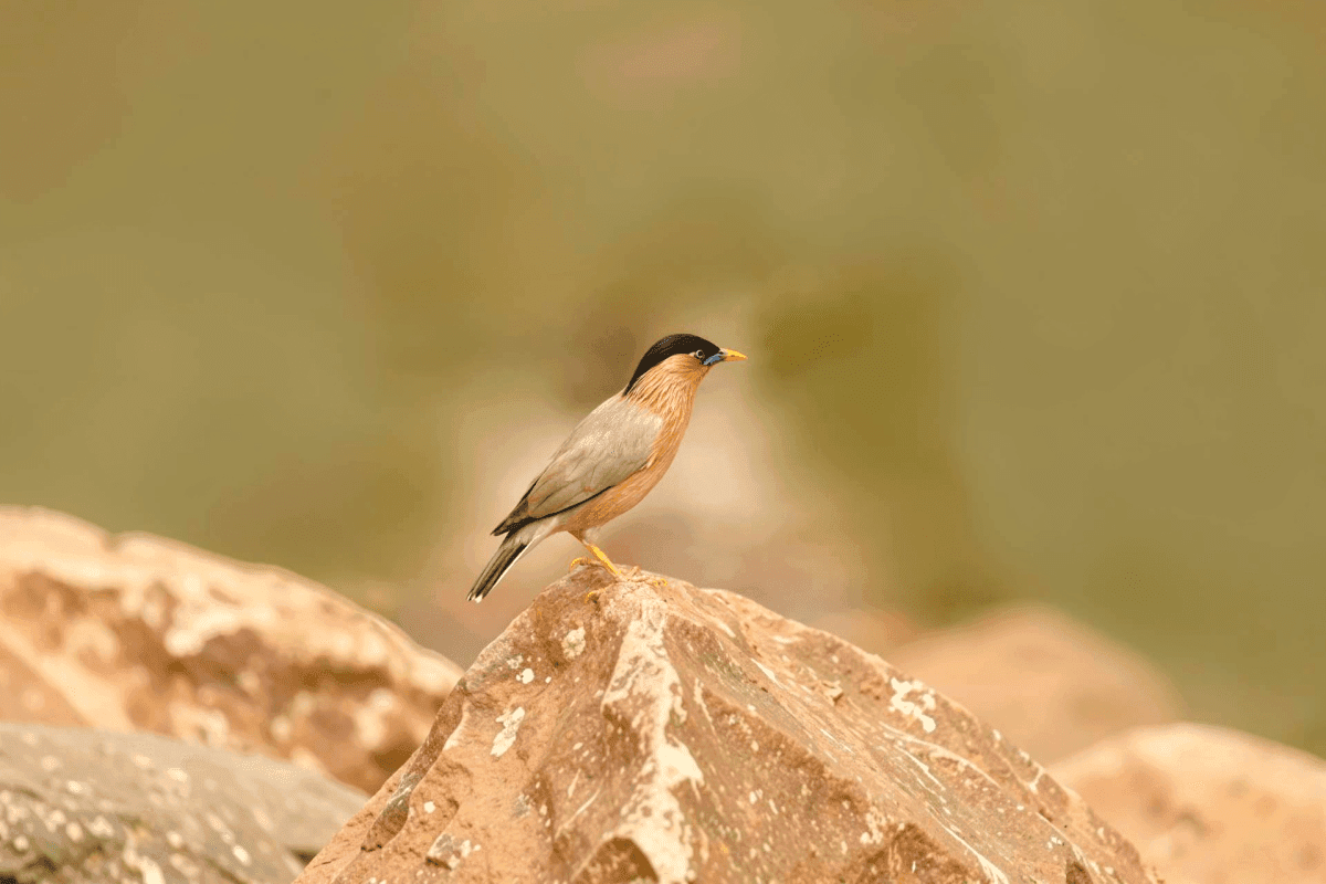 Bird Watching and Nature Walk