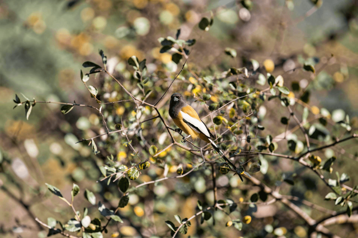 Bird Watching and Nature Walk