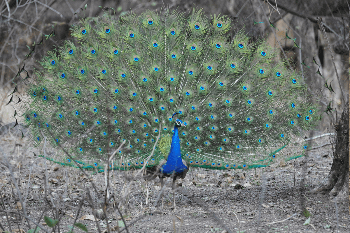 Bird Watching and Nature Walk