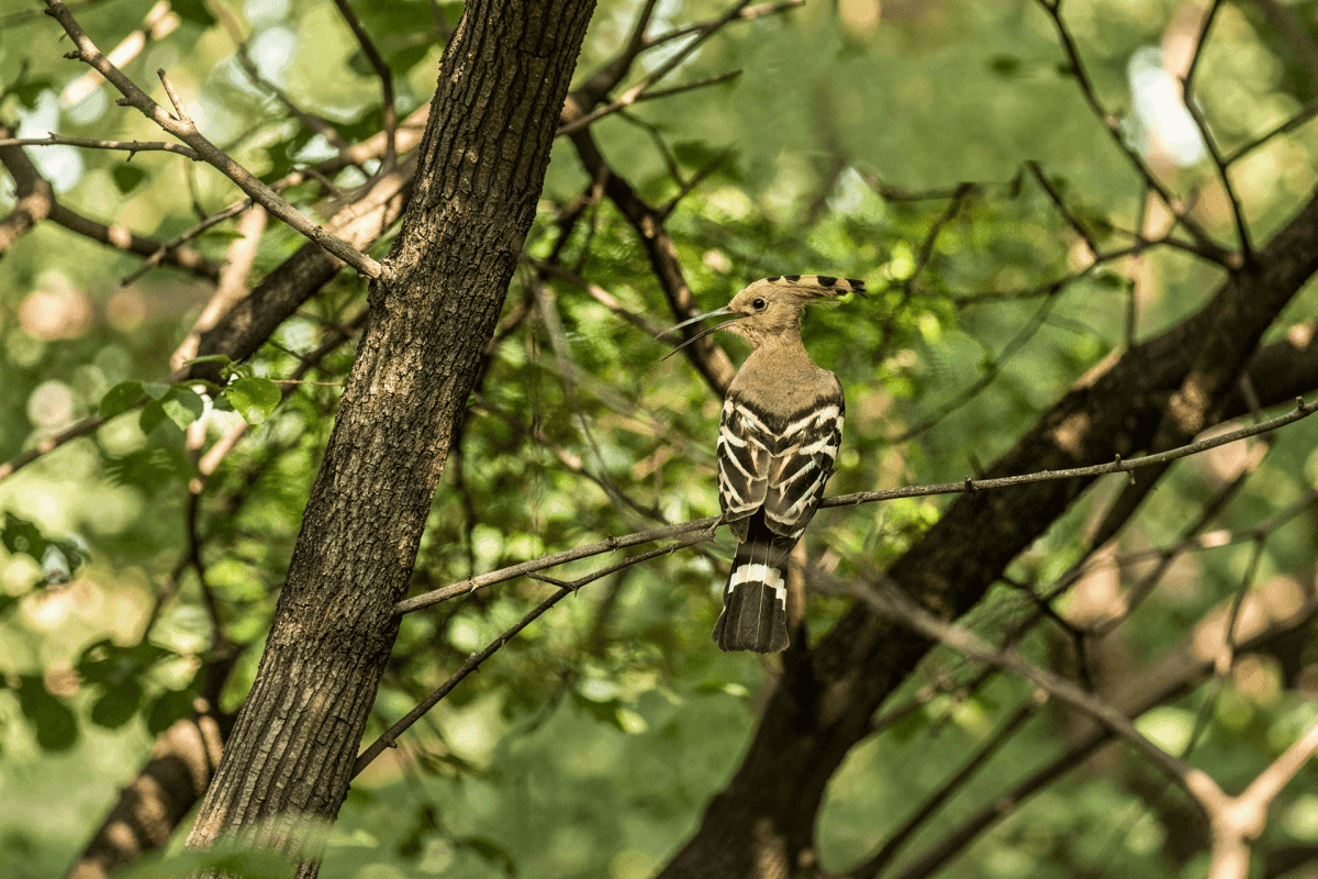 Bird Watching and Nature Walk