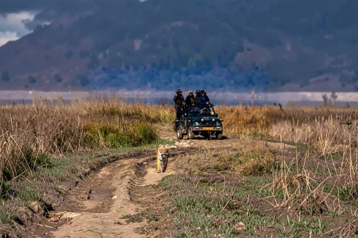 Exclusive Jeep Safari Non Dhikala Zones with pick up drop