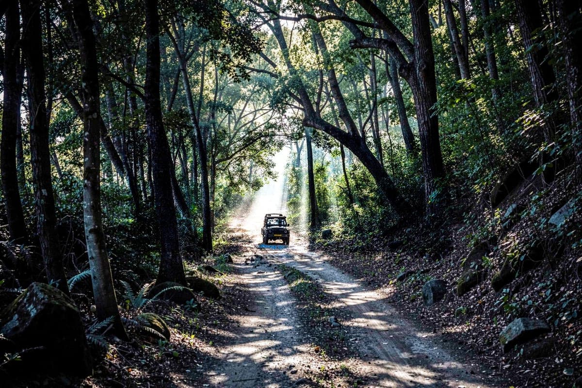 Exclusive Jeep Safari Non Dhikala Zones with pick up drop