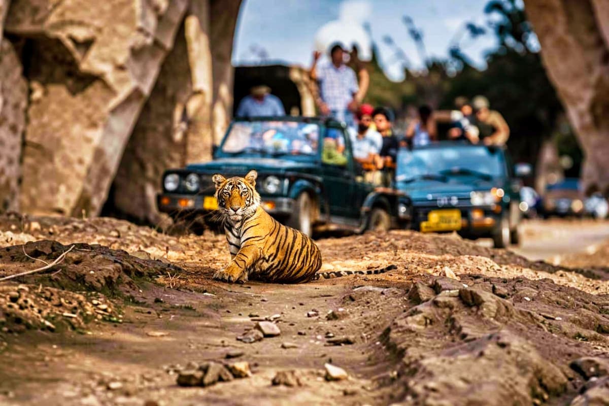 Exclusive Jeep Safari Non Dhikala Zones with pick up drop