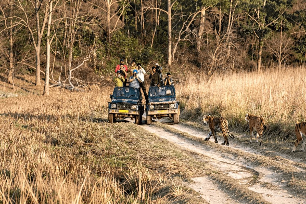 Exclusive Jeep Safari with Expert Tracker