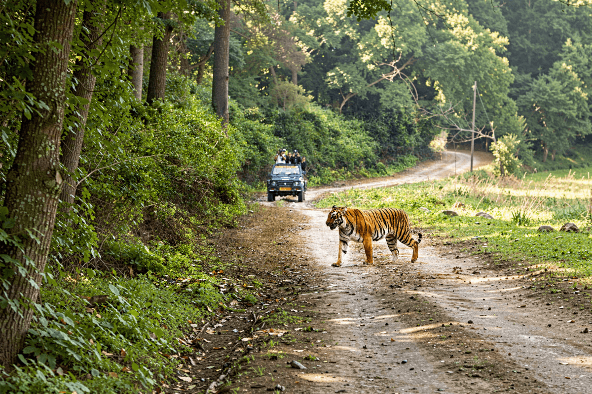 Exclusive Jeep Safari with Expert Tracker