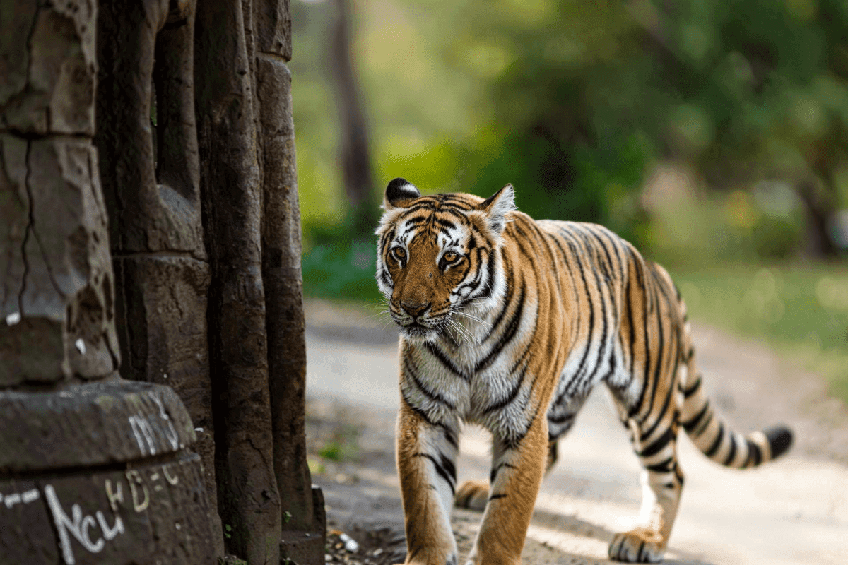 Exclusive Jeep Safari with Expert Tracker